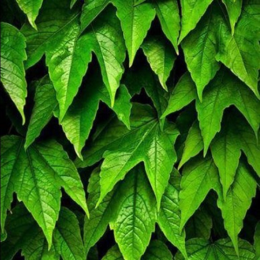 Meet your Posher, Rus